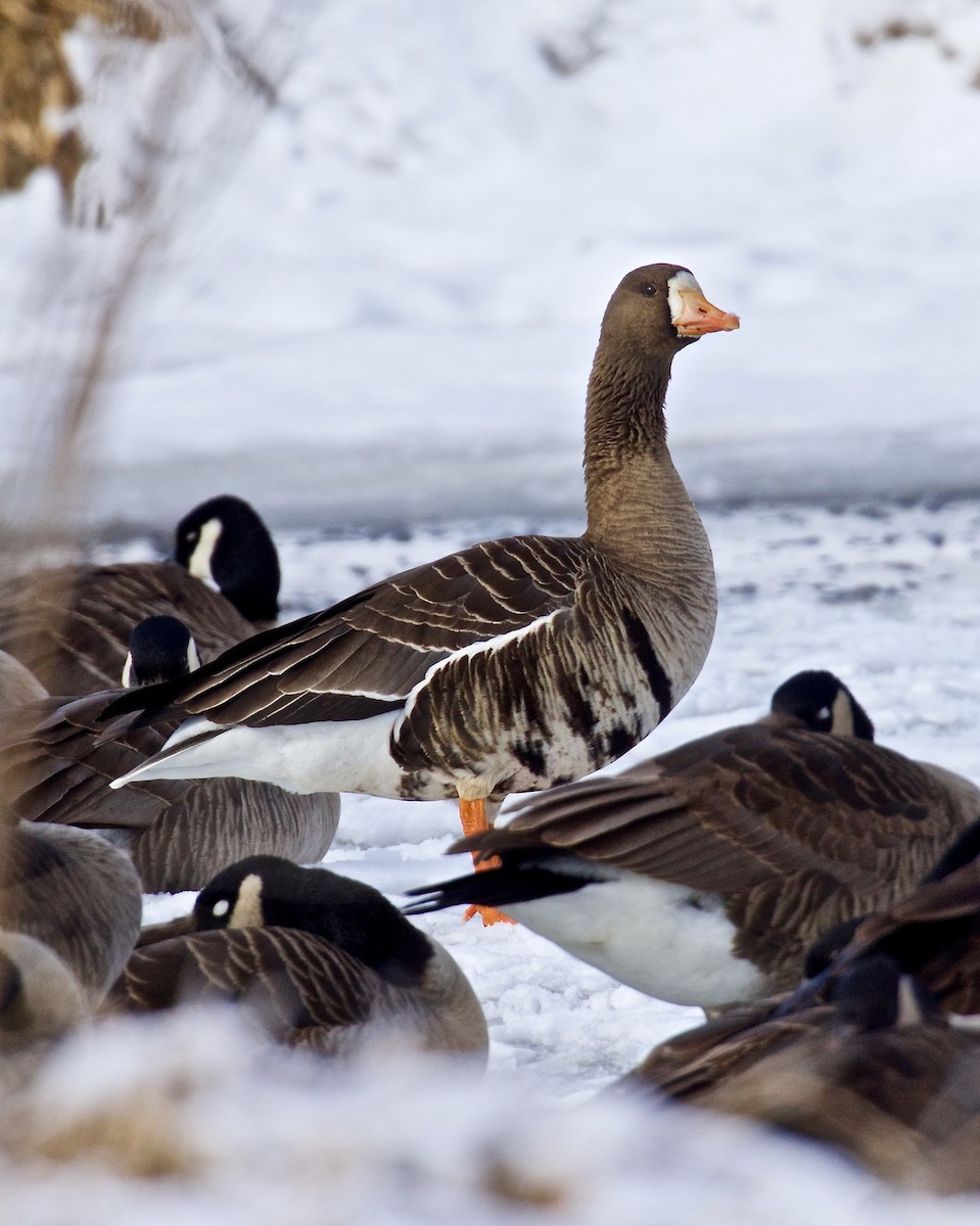Greater White-fronted Goose - ML614864807
