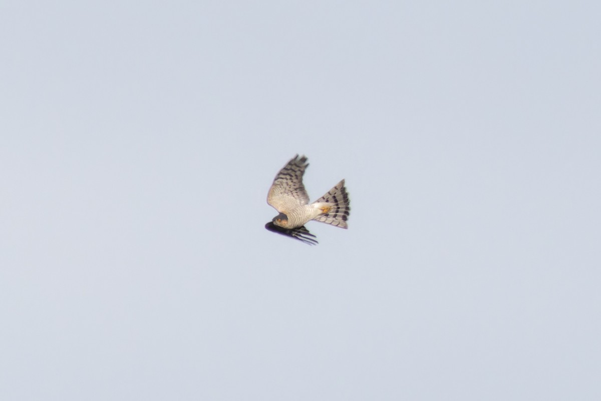 Eurasian Sparrowhawk - ML614864978