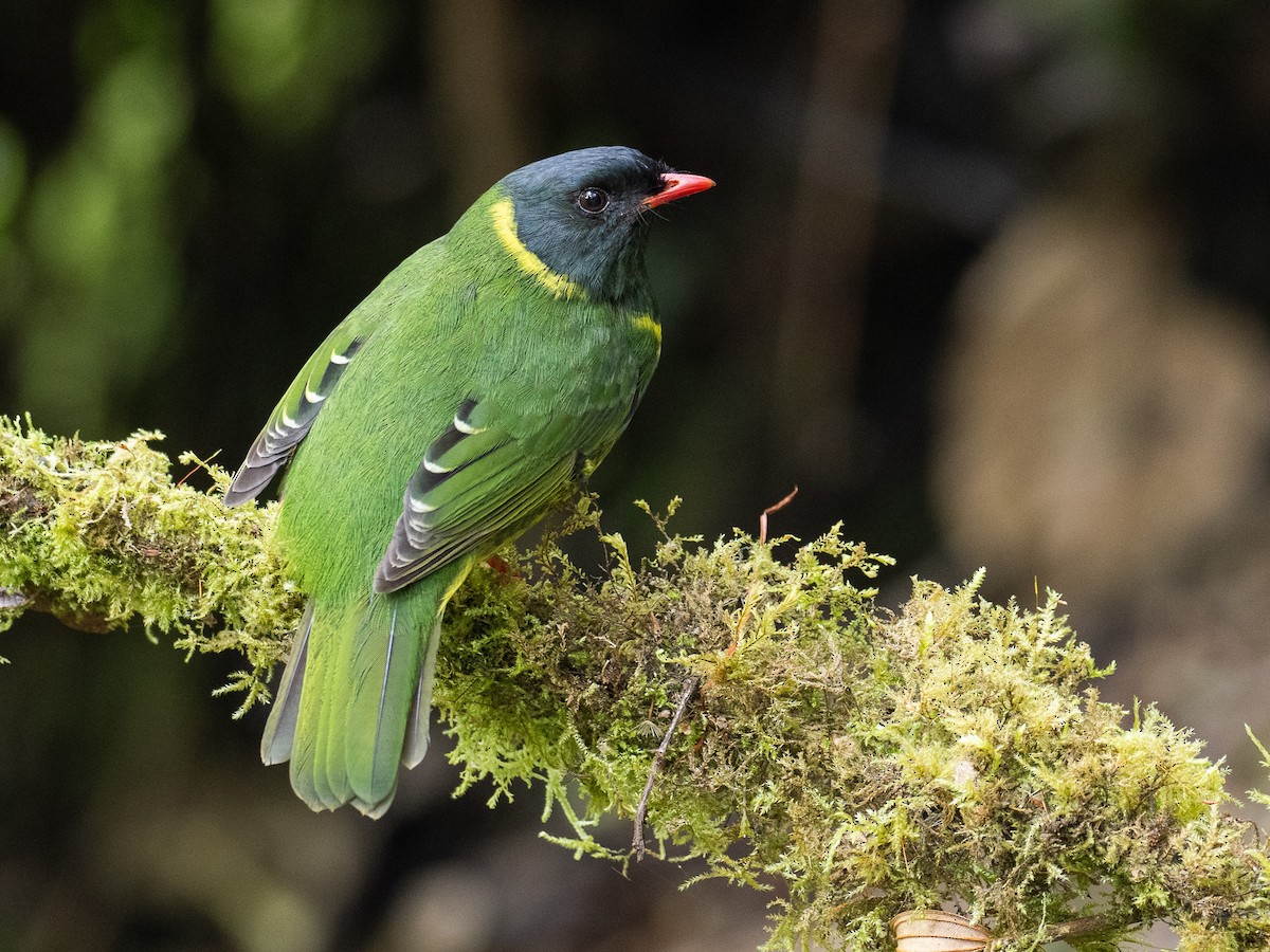 Green-and-black Fruiteater - Mollee Brown