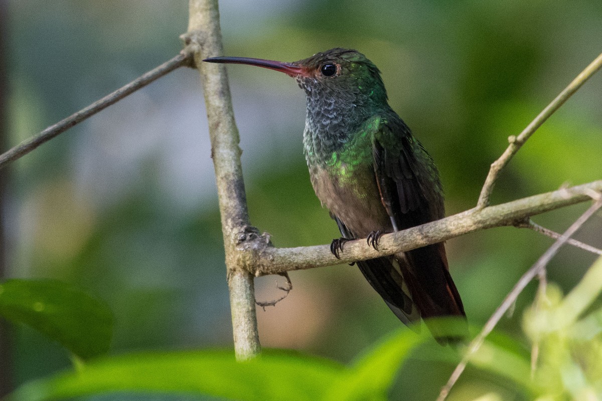 Rufous-tailed Hummingbird - ML614865076