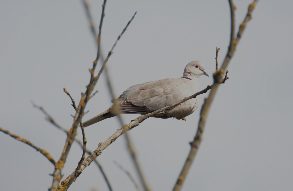 Eurasian Collared-Dove - ML614865099