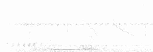 Graurücken-Dickichtschlüpfer - ML614865211