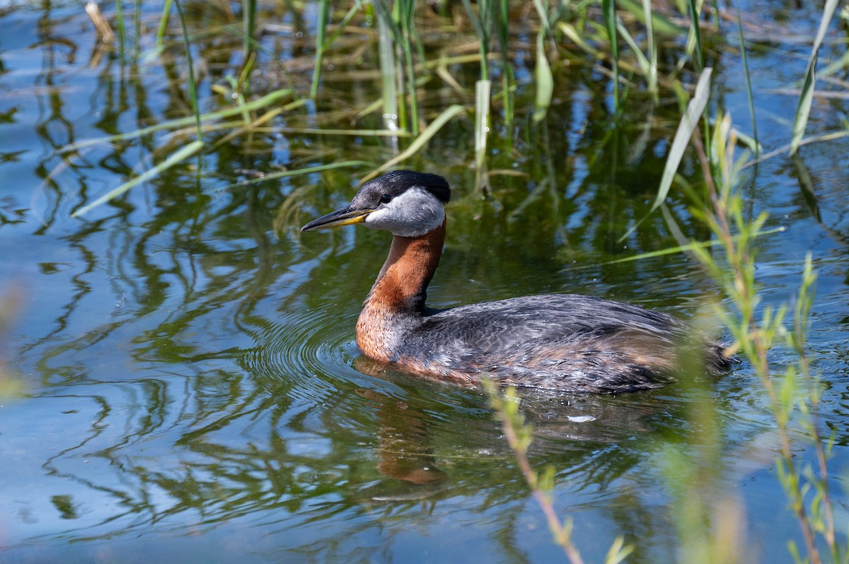 Red-necked Grebe - ML614865255