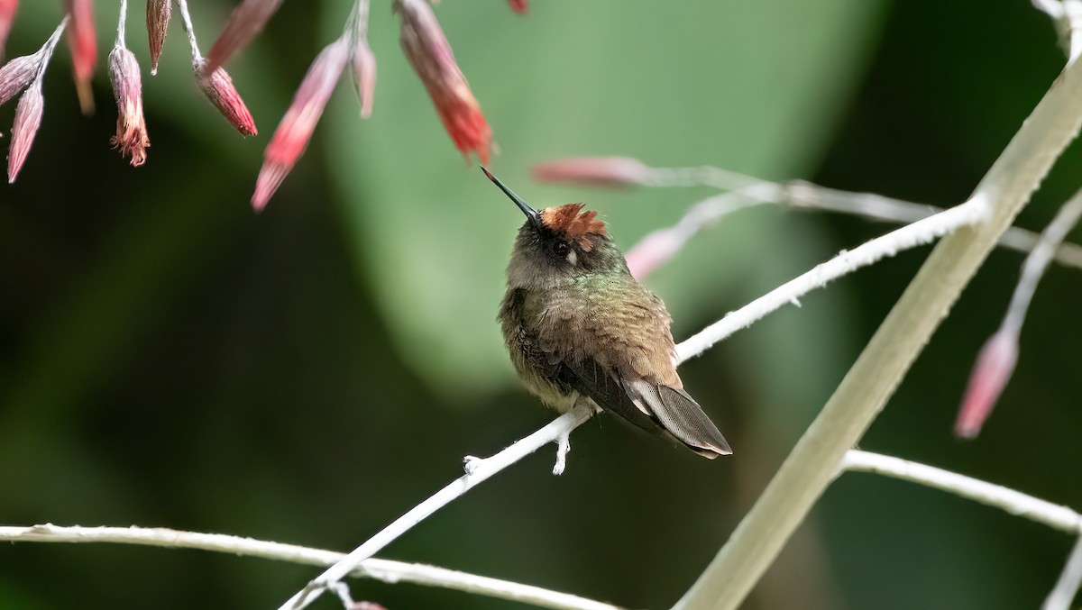 kolibřík hnědotemenný - ML614865320