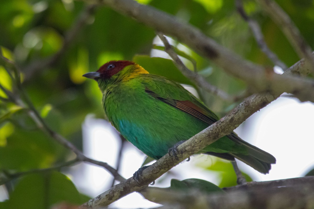 Rufous-winged Tanager - ML614865419