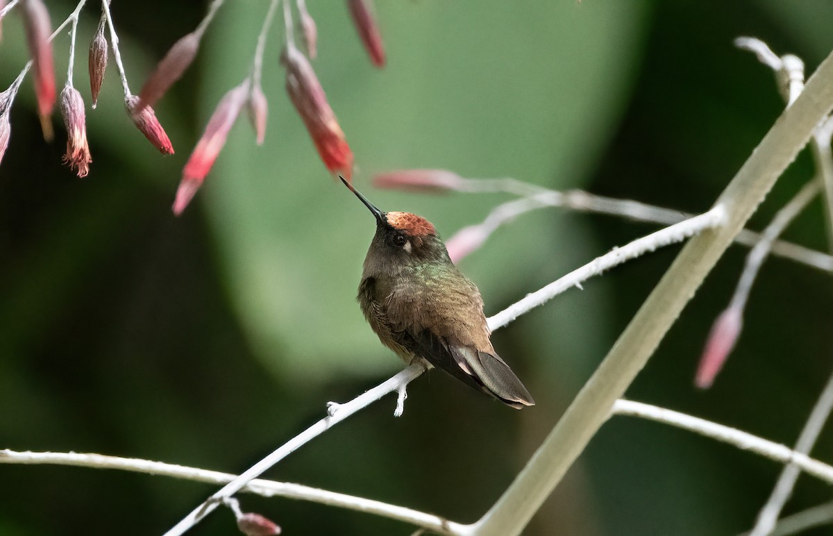 kolibřík hnědotemenný - ML614865426