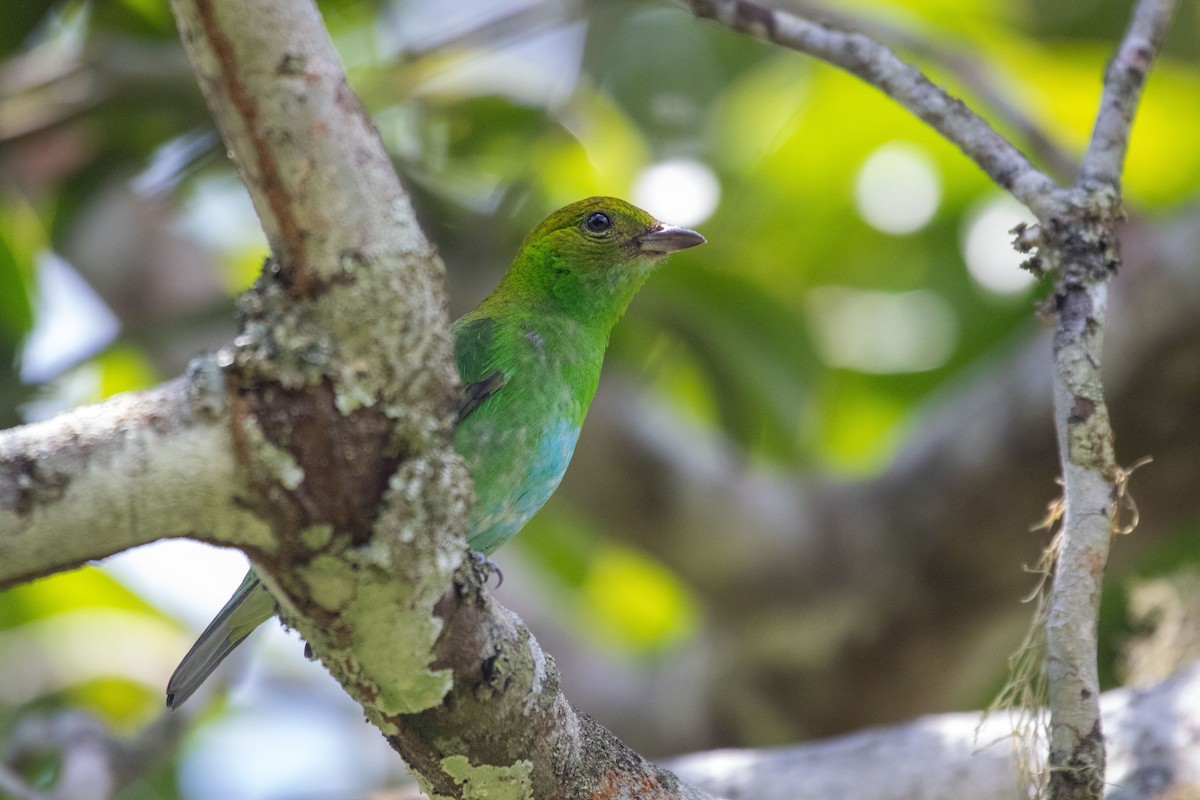 Rufous-winged Tanager - ML614865441