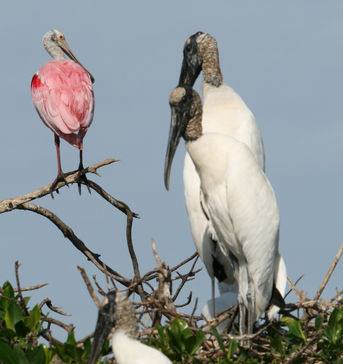 Roseate Spoonbill - Mary McGreal