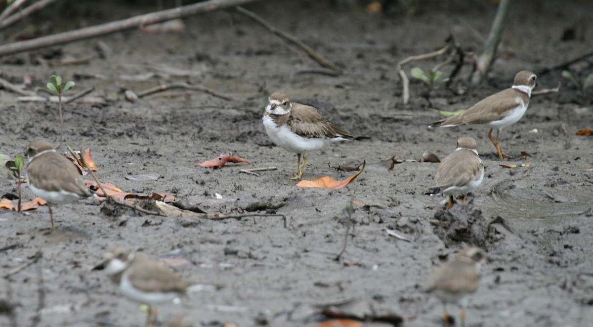 Semipalmated Plover - ML614865515