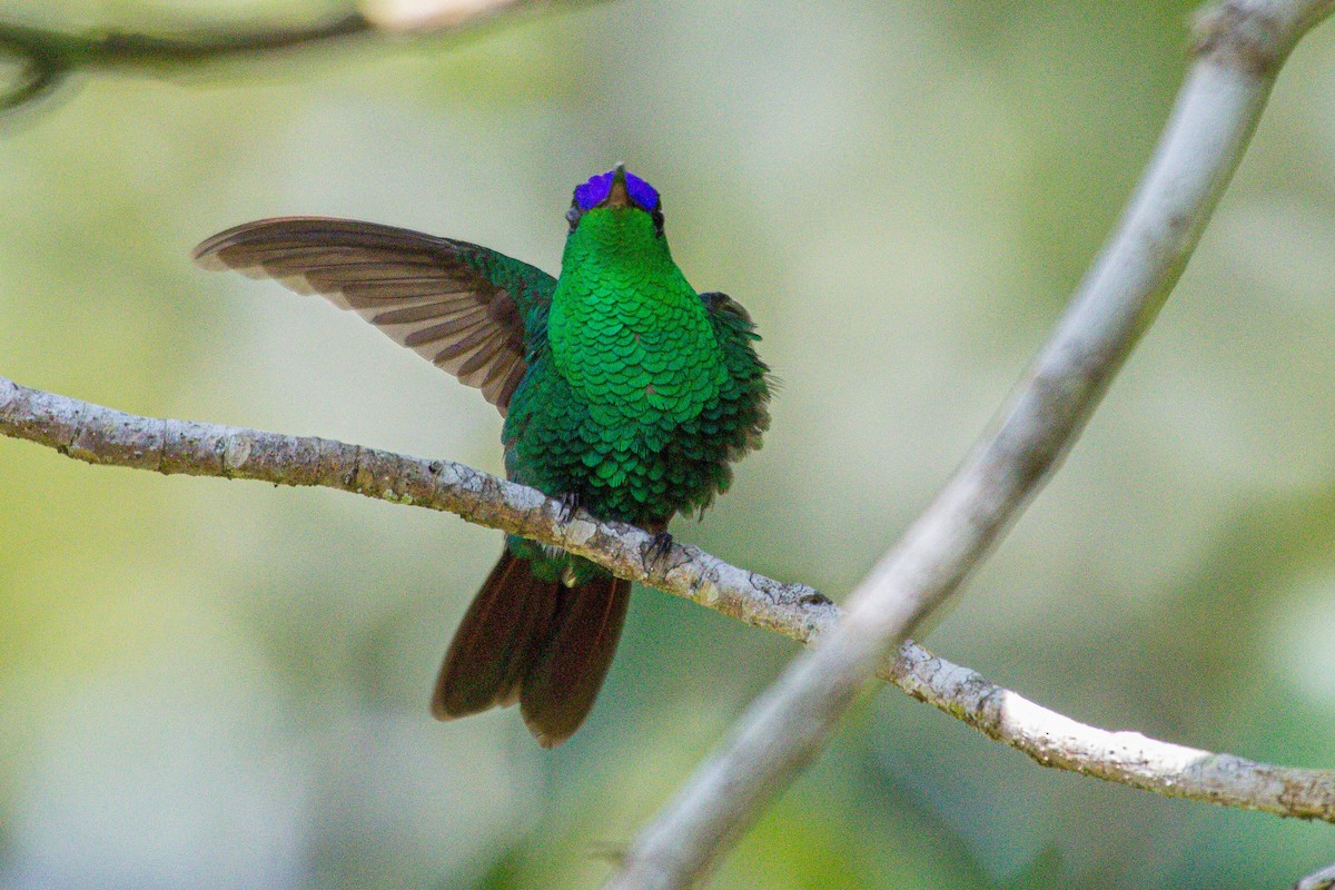 Violet-capped Hummingbird - ML614865645