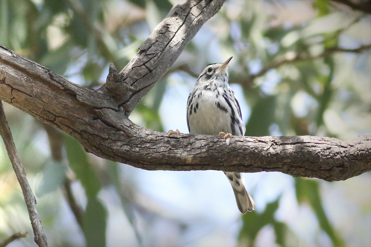Black-and-white Warbler - ML614865781