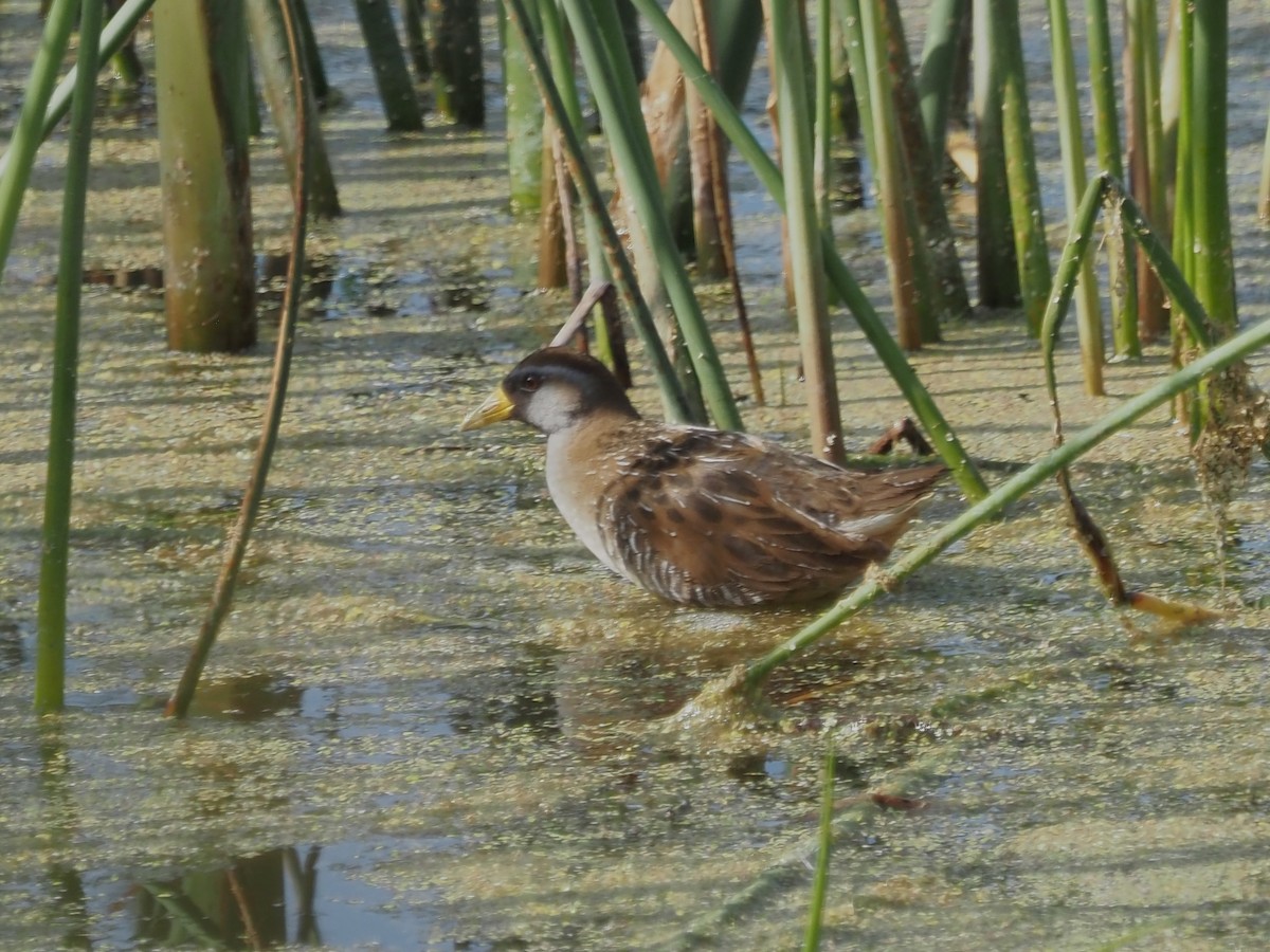 eBird Checklist 15 Feb 2024 The Celery Fields 7 species