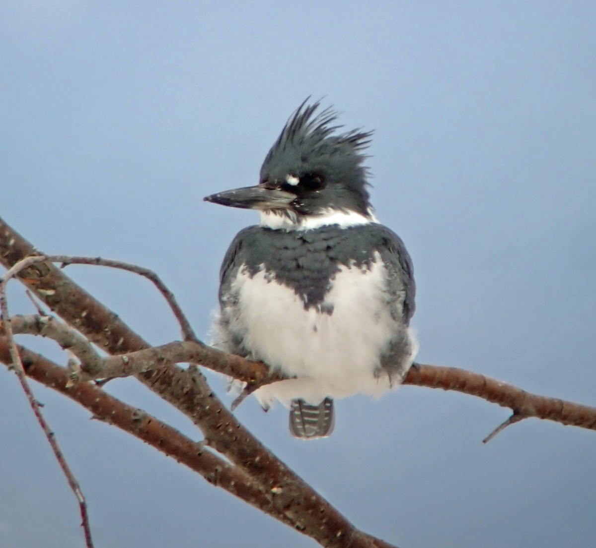 Belted Kingfisher - ML614865909