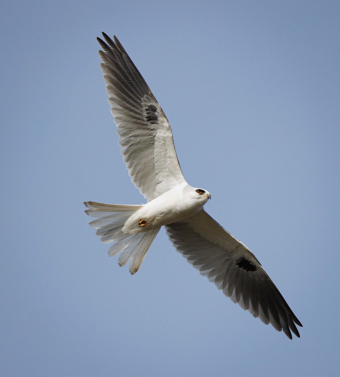 White-tailed Kite - ML614865941