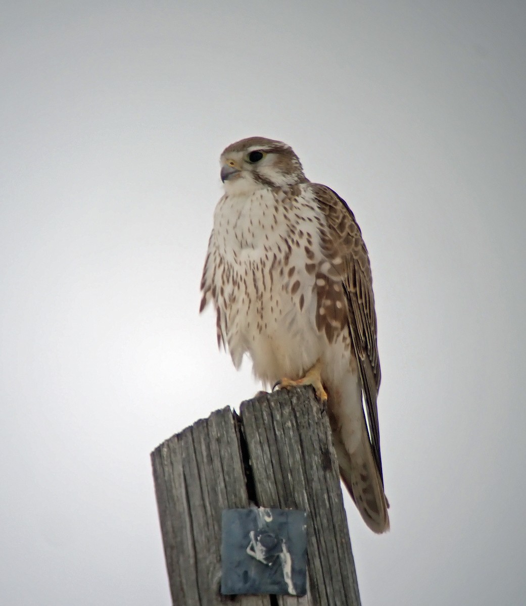 Prairie Falcon - Nate Kohler