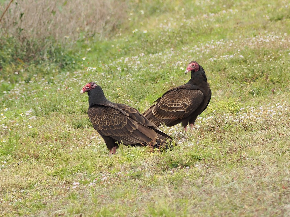 Turkey Vulture - ML614866006