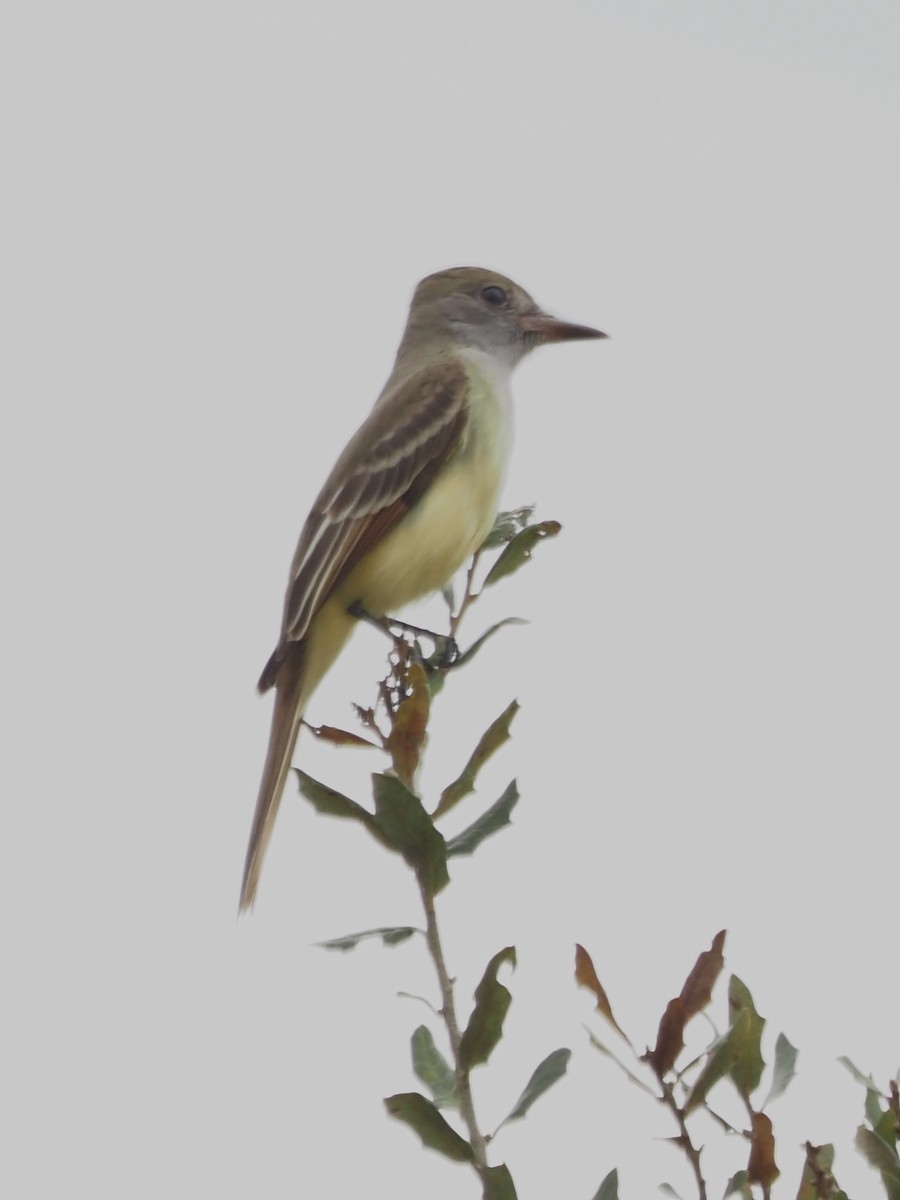 Great Crested Flycatcher - ML614866029