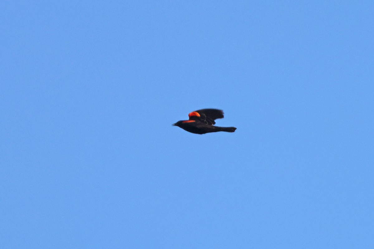 Red-winged Blackbird - ML614866282