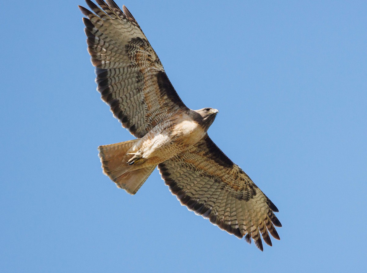 Red-tailed Hawk - ML614866494