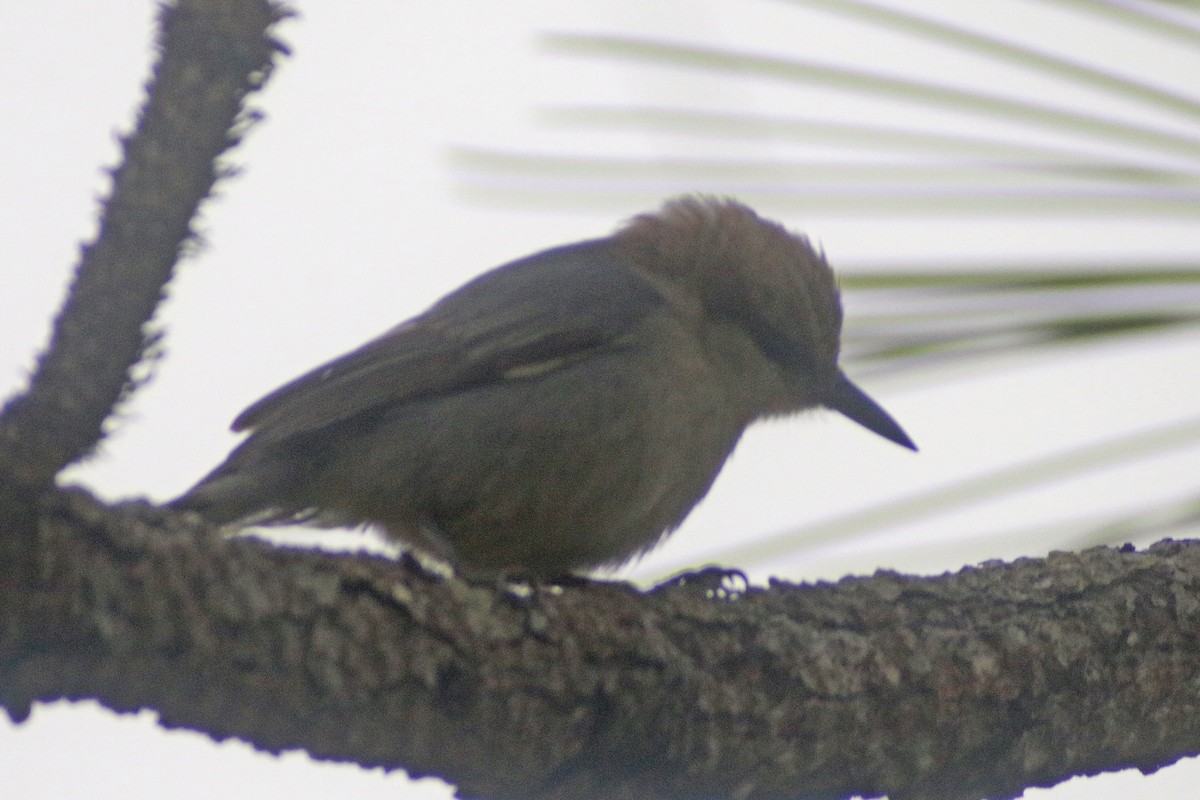 Brown-headed Nuthatch - ML614866587