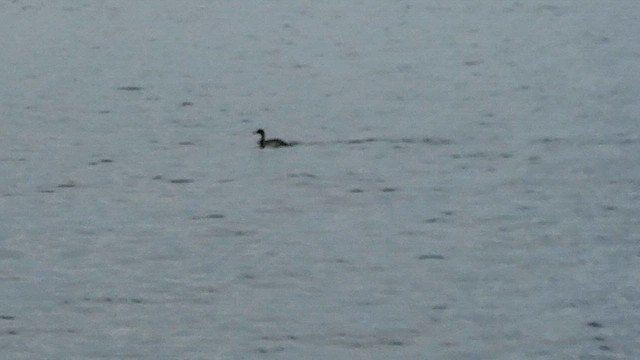 Red-necked Grebe - ML614866590
