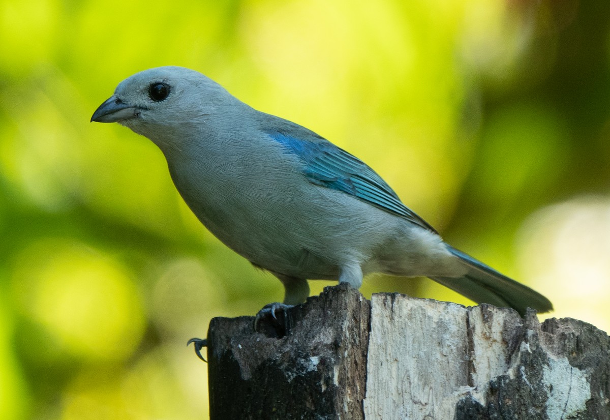 Blue-gray Tanager - ML614866665