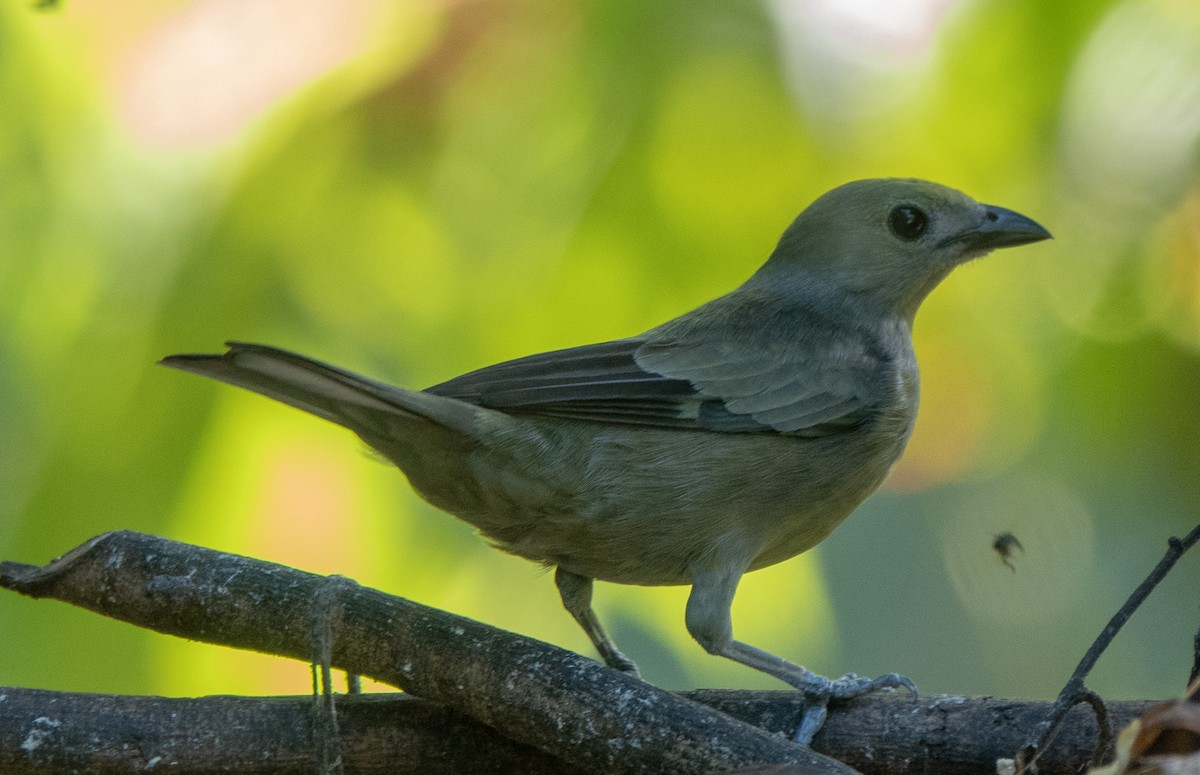 Palm Tanager - ML614866760