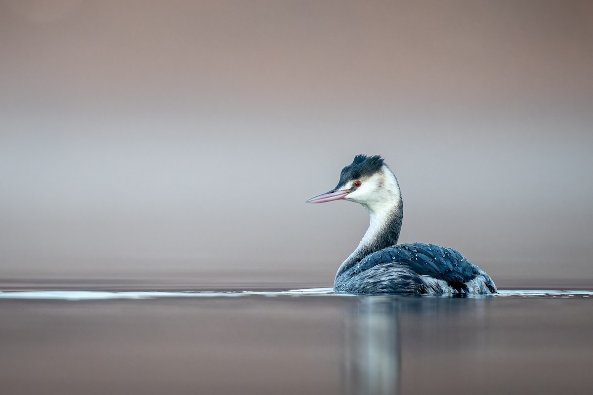 Great Crested Grebe - ML614866871