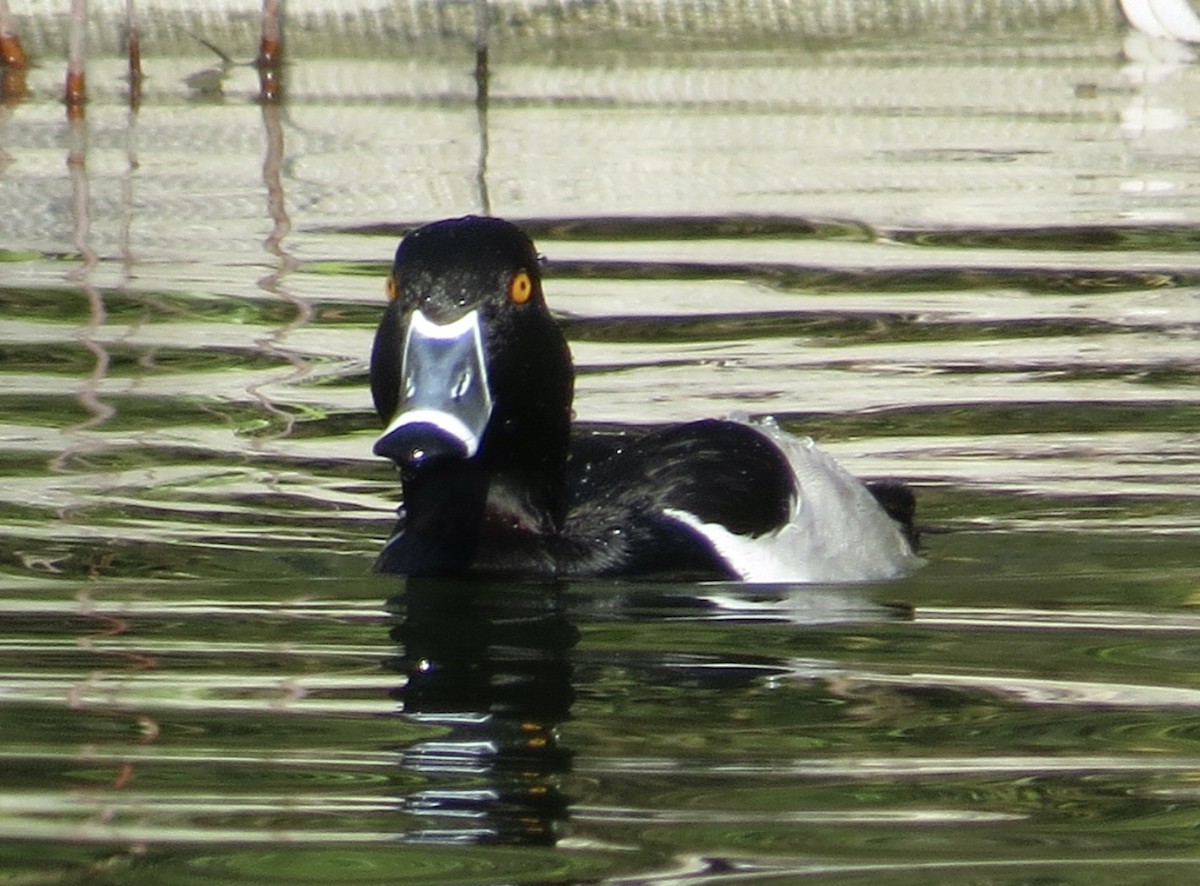 Ring-necked Duck - ML614867209