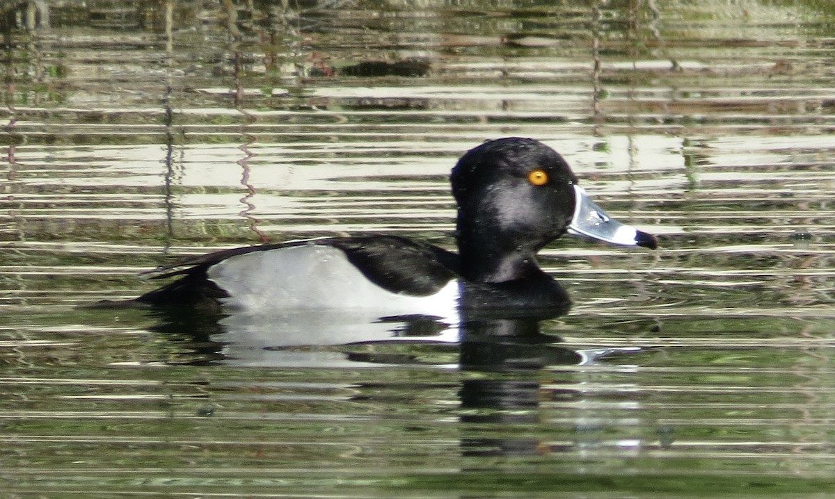 Ring-necked Duck - ML614867214