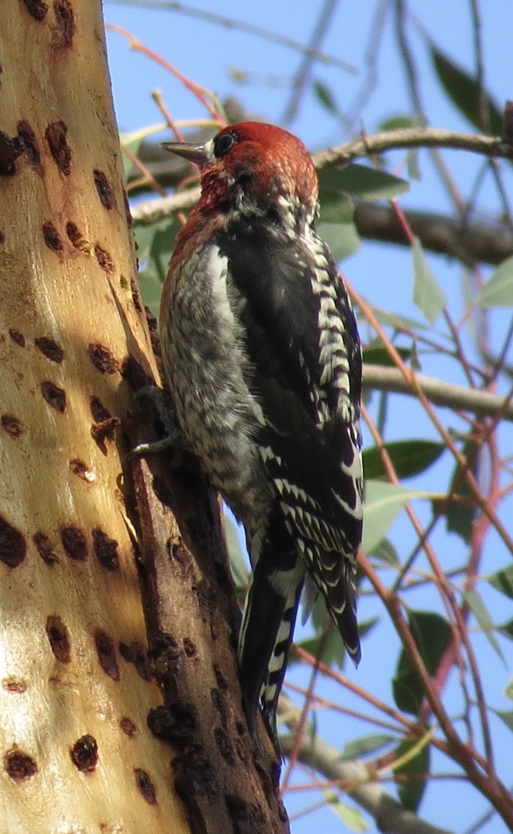 Red-breasted Sapsucker - ML614867288
