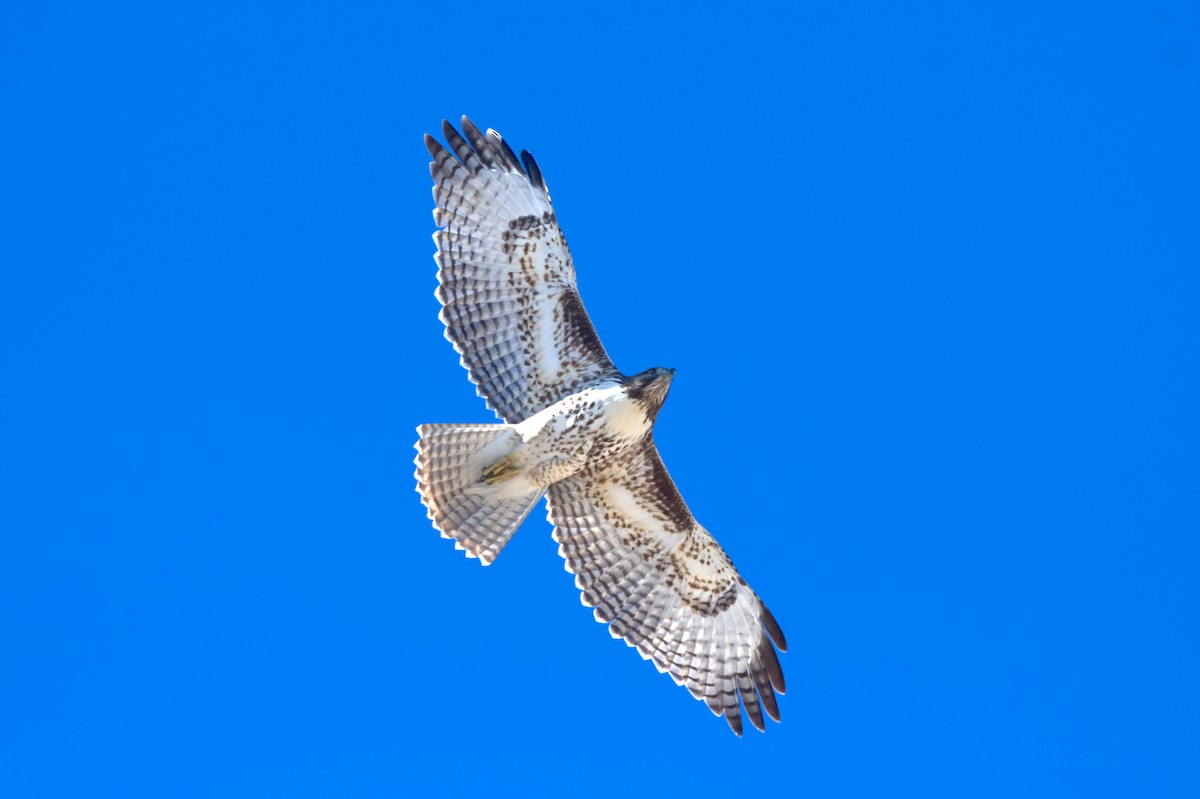 Red-tailed Hawk - ML614867362