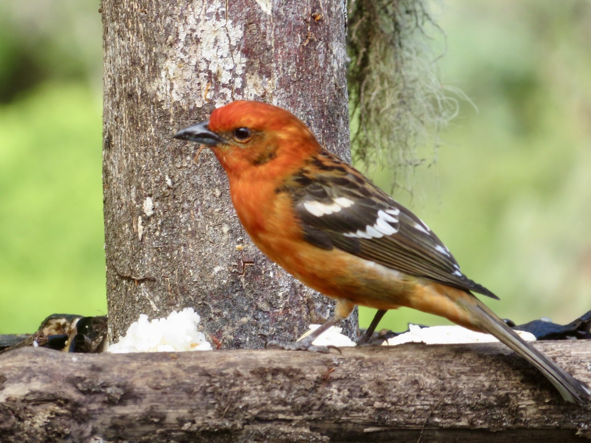 Flame-colored Tanager - ML614867467