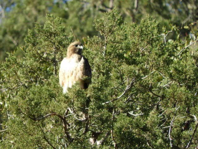 Red-tailed Hawk - ML614867531