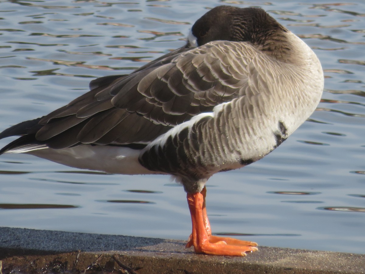 Greater White-fronted Goose - ML614867534