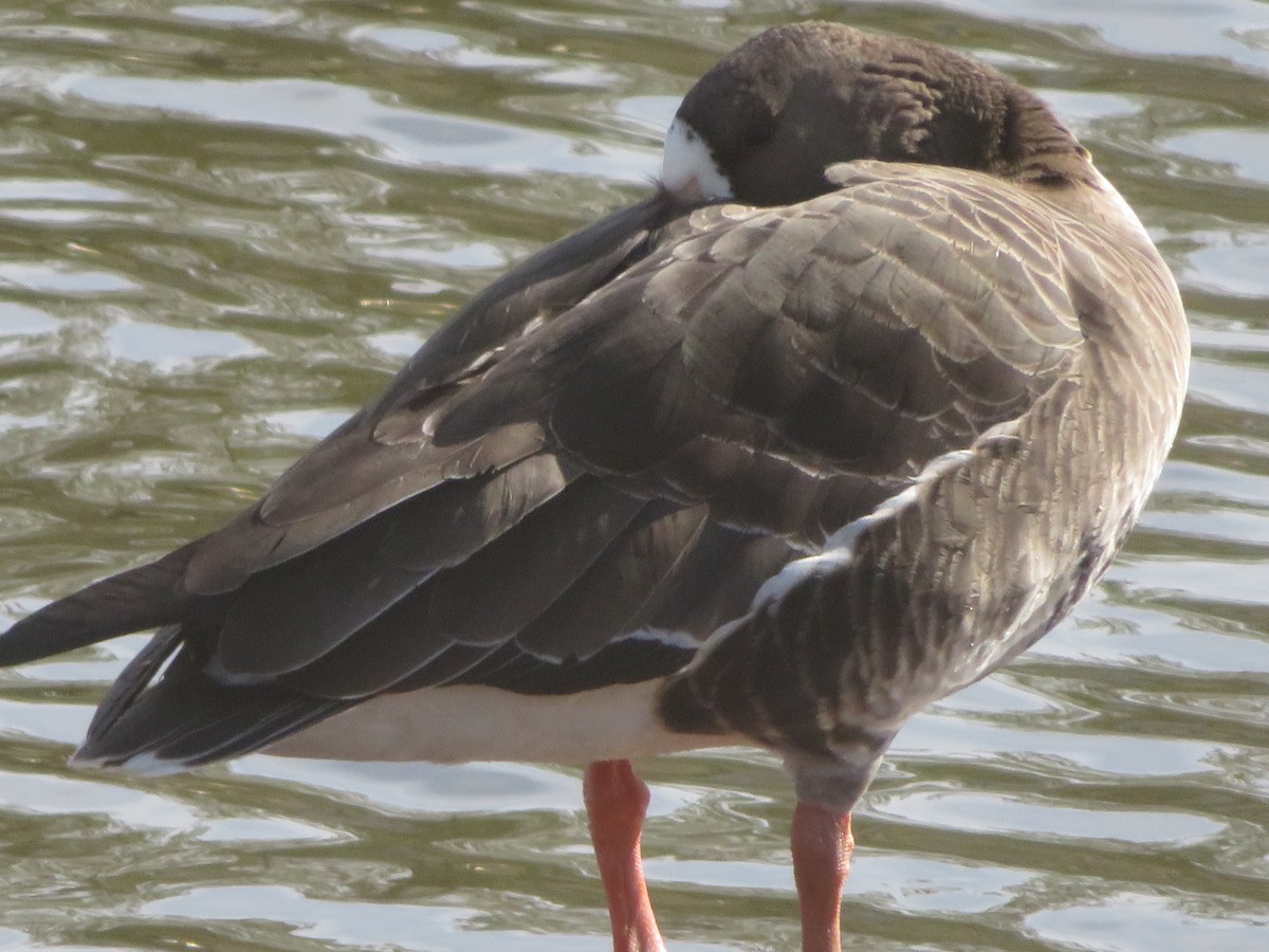 Greater White-fronted Goose - ML614867558