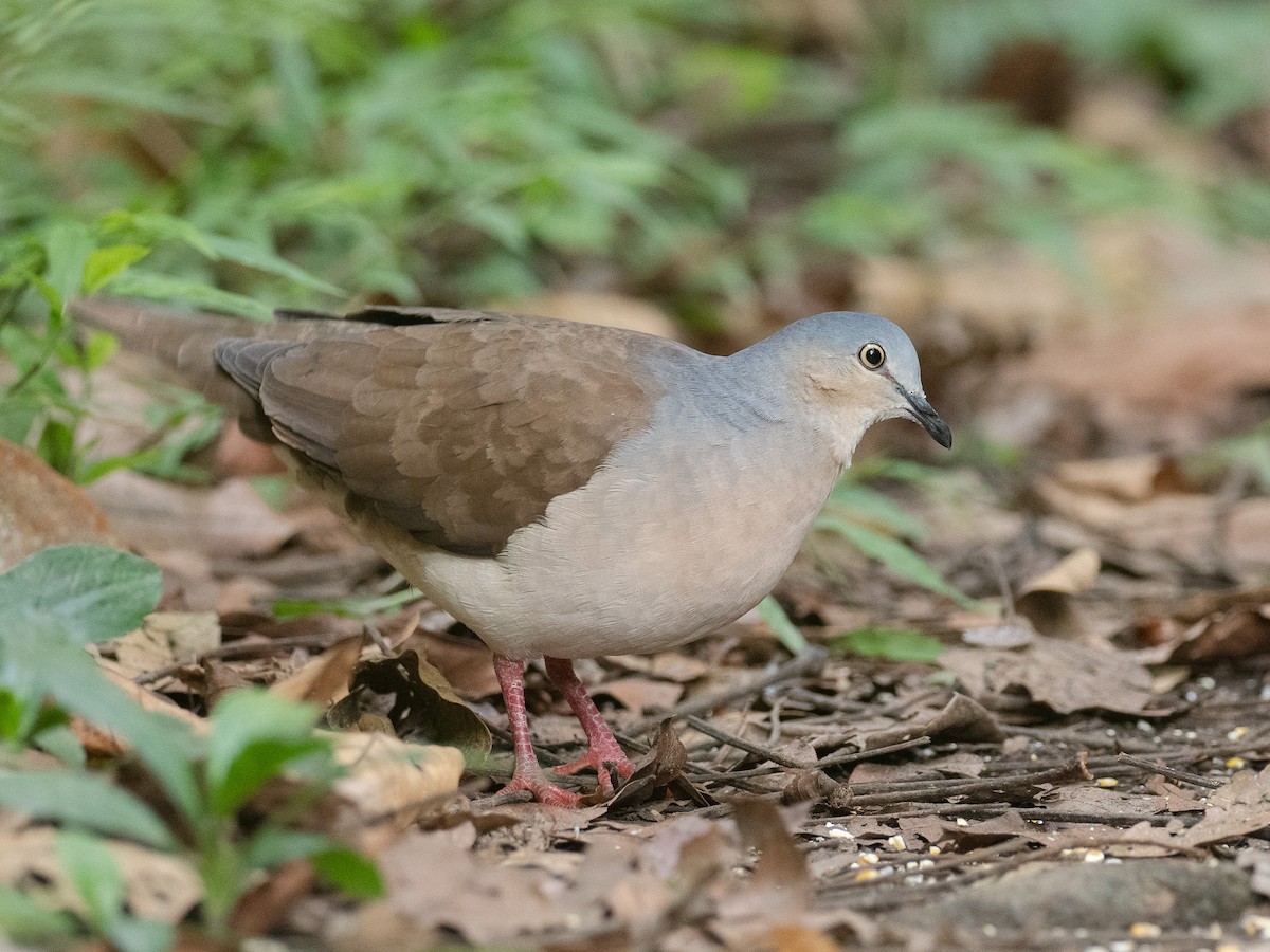 Gray-headed Dove - ML614867594