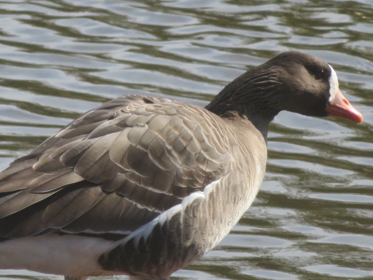 Greater White-fronted Goose - ML614867767