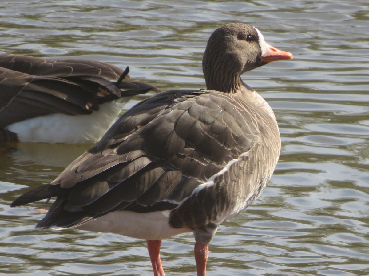 Greater White-fronted Goose - ML614867787
