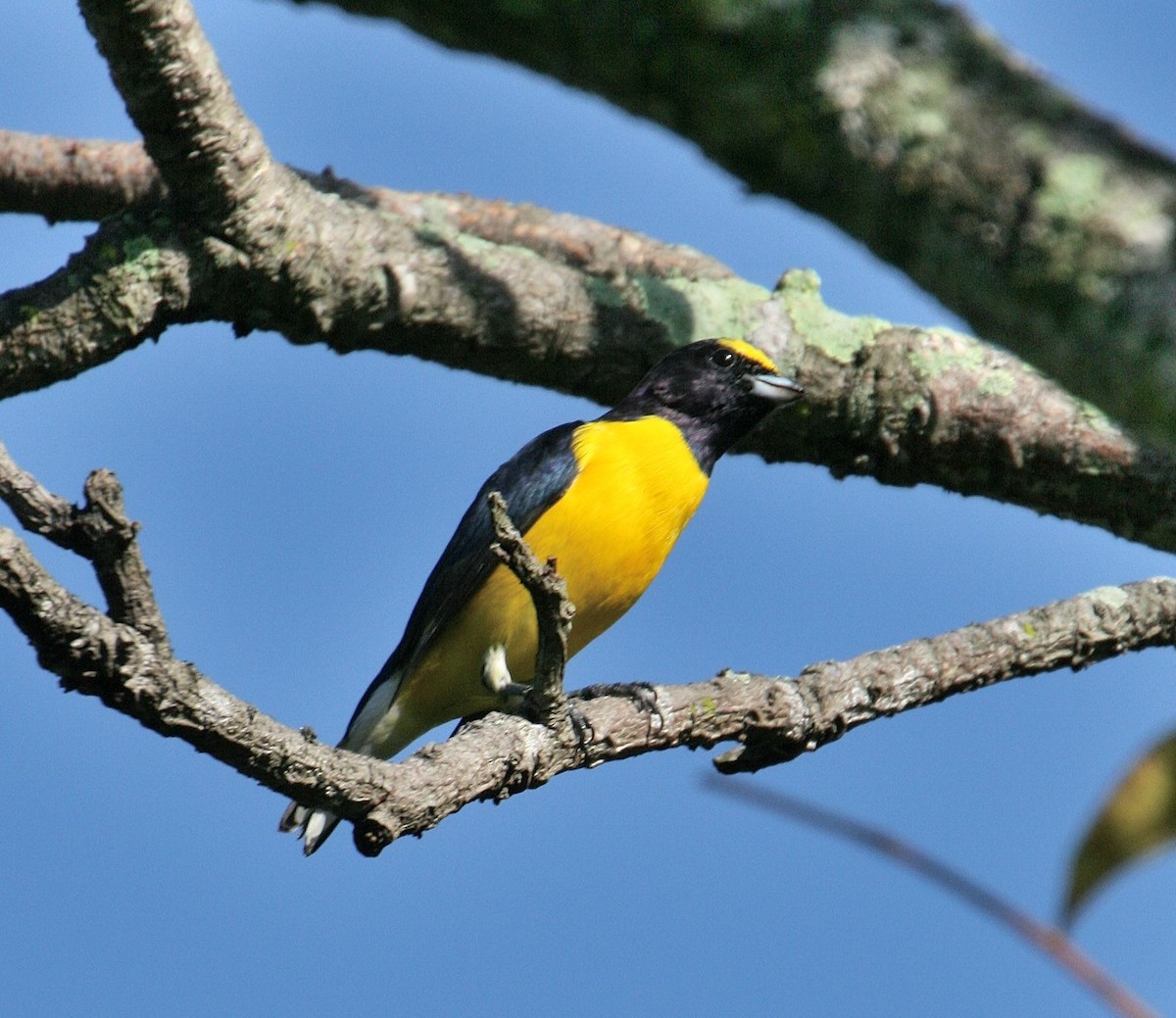 West Mexican Euphonia - ML614867849