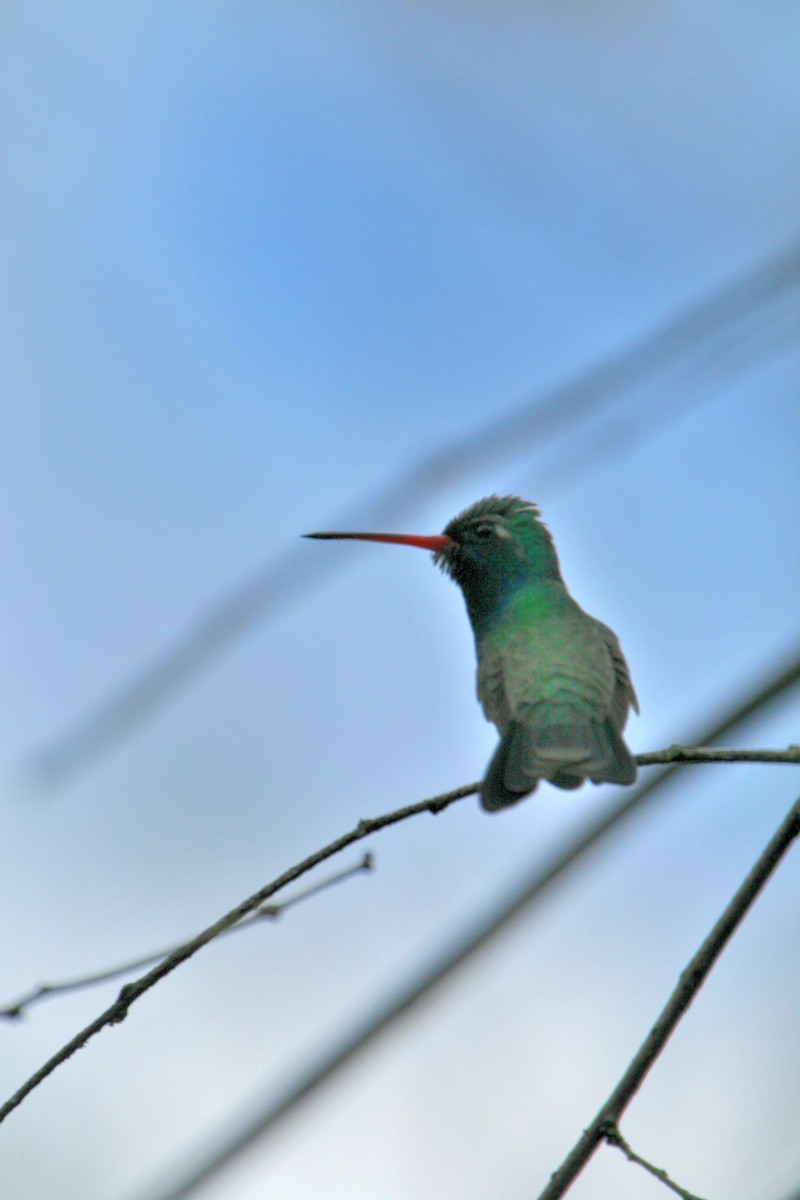 Broad-billed Hummingbird - ML614867914