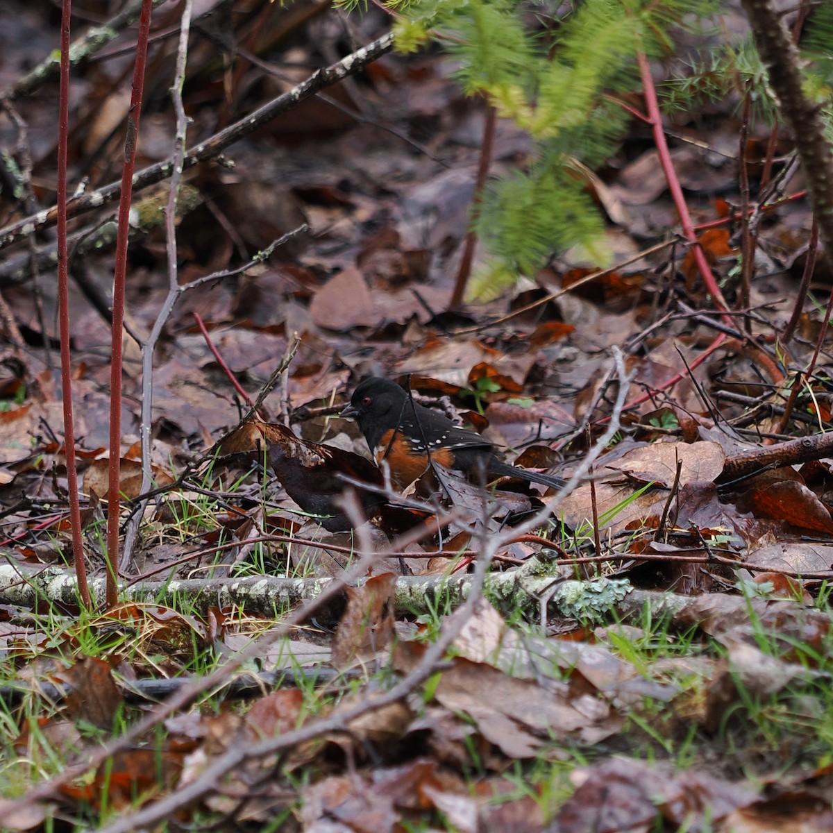 Spotted Towhee - ML614867939
