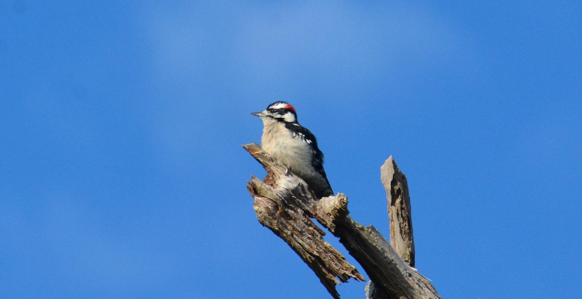 Downy Woodpecker - ML614868297