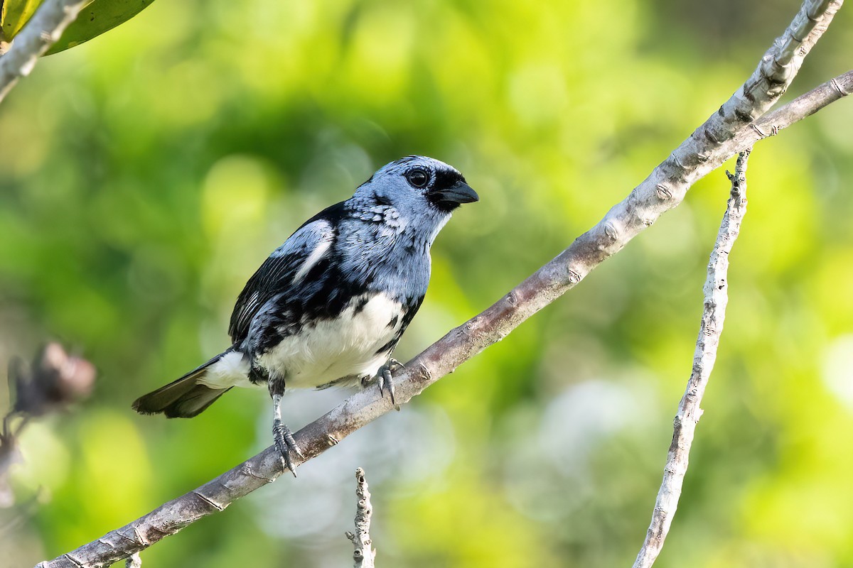White-bellied Tanager - Hanna Zhao