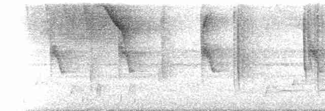 Толстоклювый мечник [группа promeropirhynchus] - ML614868493