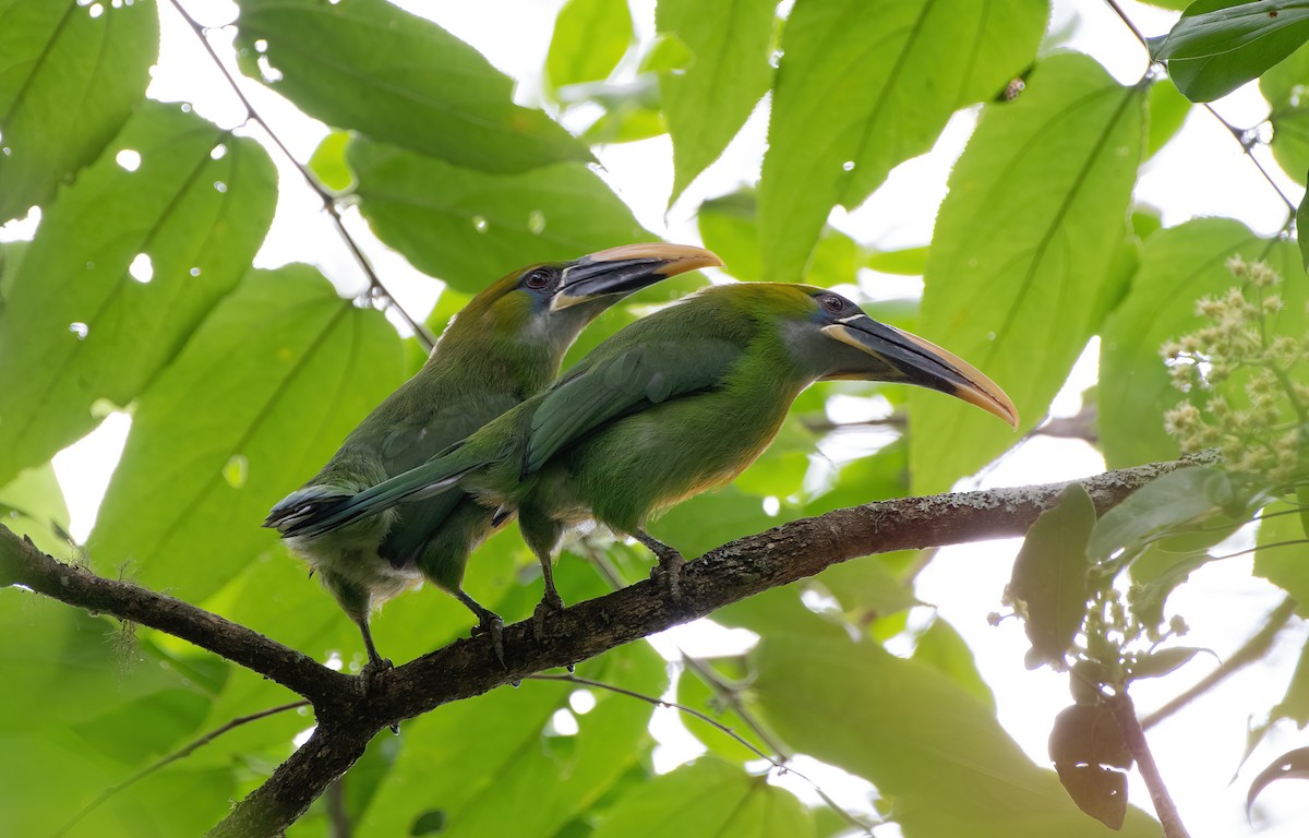 Groove-billed Toucanet (Yellow-billed) - ML614868553