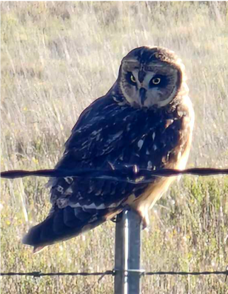 Short-eared Owl - ML614868736