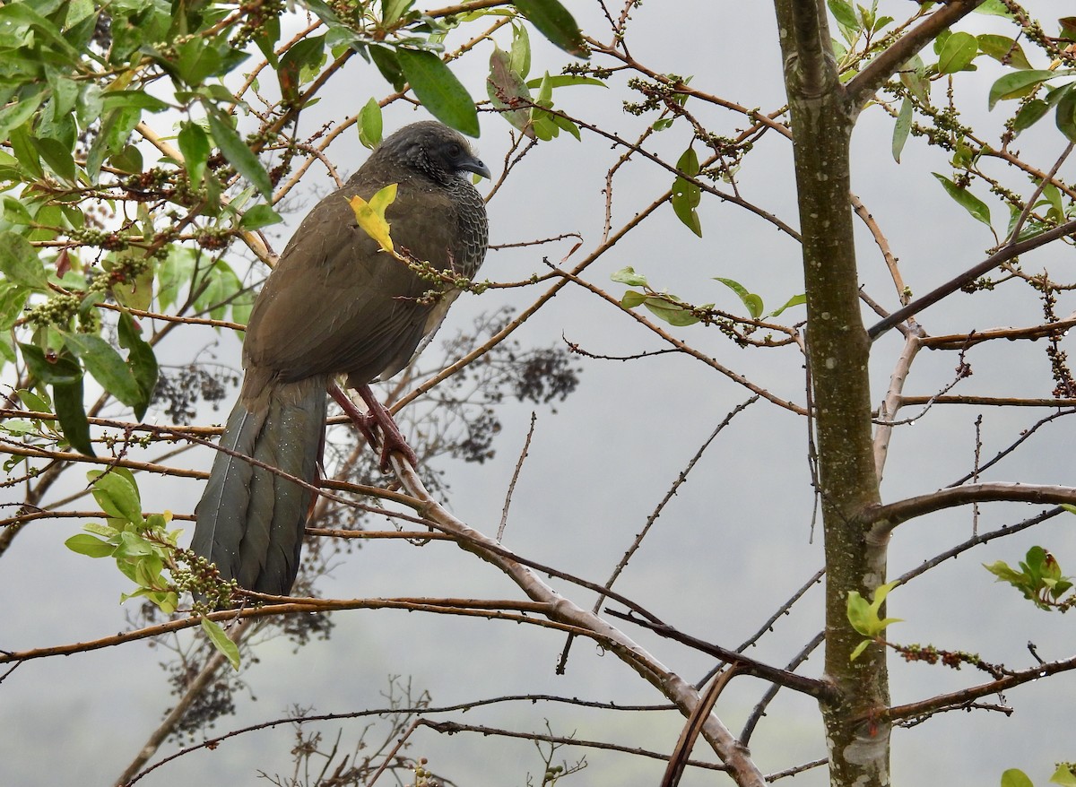 Colombian Chachalaca - Michelle Bélanger