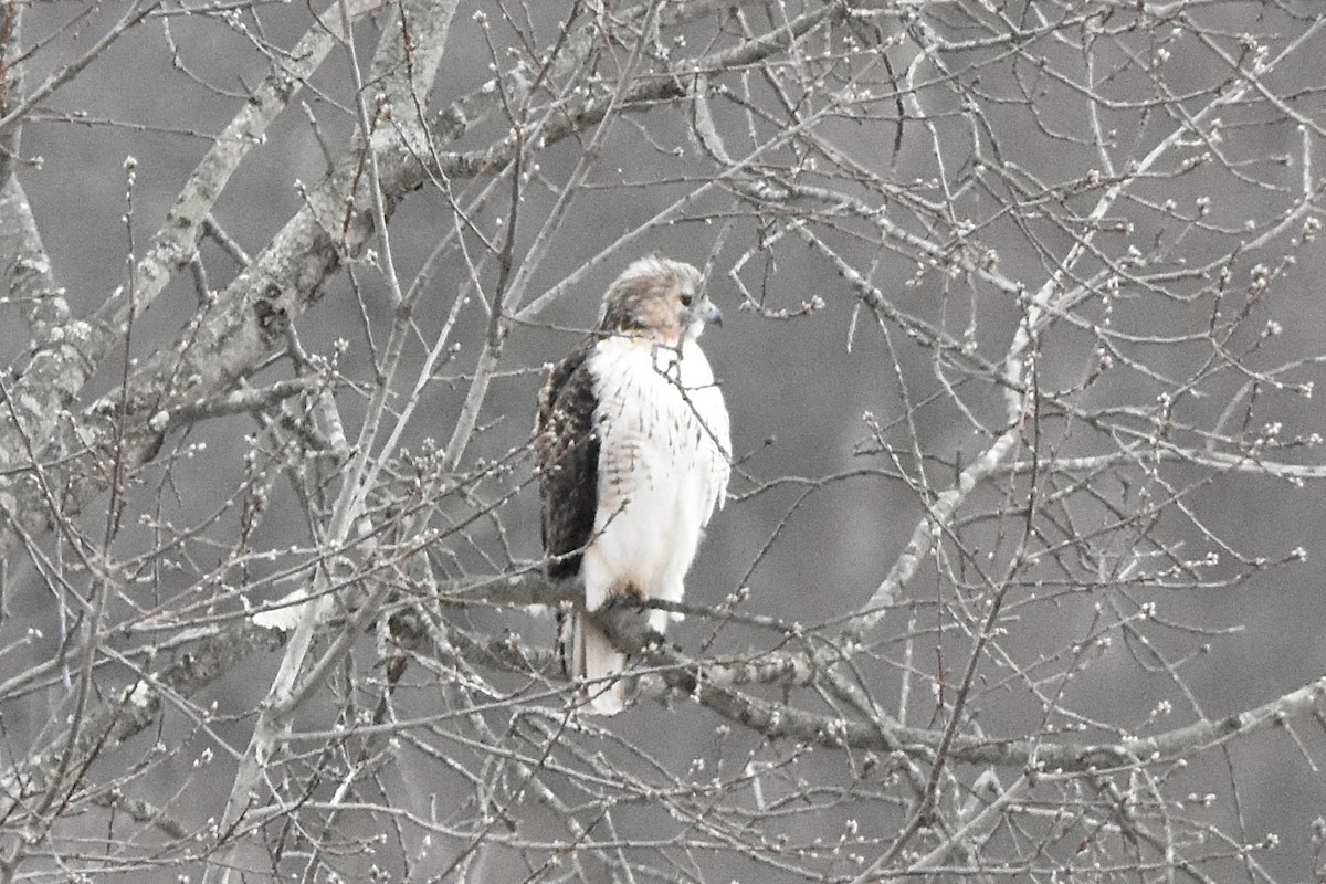 Red-tailed Hawk (borealis) - Julien Amsellem