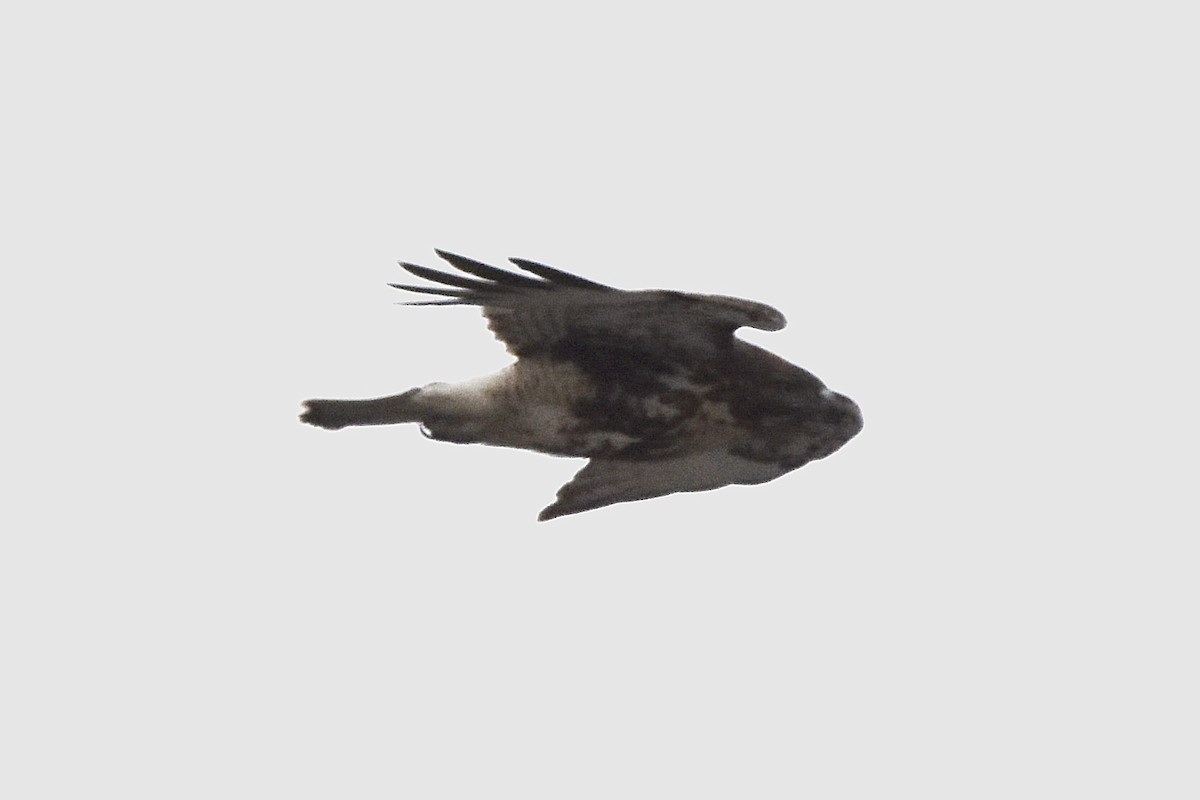 Red-tailed Hawk (abieticola) - ML614868792